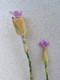 Petrorhagia prolifera (L.) P.W.Ball & Heywood BIOLVEG