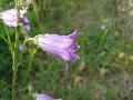 Campanula sibirica L. subsp. sibirica BIOLVEG