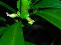 Daphne laureola L. subsp. laureola BIOLVEG