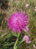 fiore