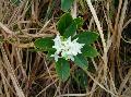 fiore fiore