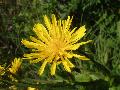 fiore