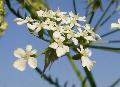 fiore