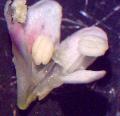 fiore