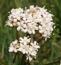 fiore