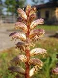 Orobanche minor Sm. BIOLVEG