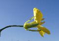 fiore