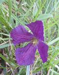 Clematis viticella L. subsp. viticella BIOLVEG