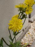 fiore