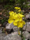 fiore