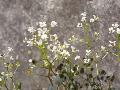 fiore