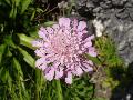 fiore