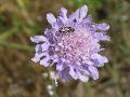 fiore