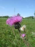 fiore