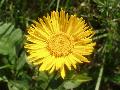Inula hirta L. BIOLVEG