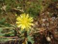 fiore