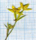 fiore