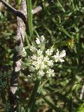 fiore