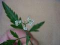 fiore