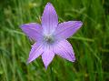 fiore