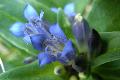 Gentiana cruciata L. subsp. cruciata BIOLVEG