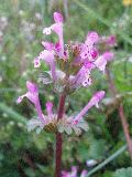 fiore