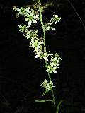 fiore