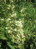 fiore