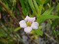 fiore