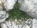 pianta