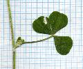 particolare