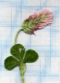 fiore