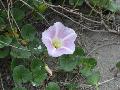 fiore