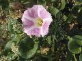 fiore