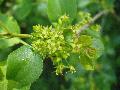 fiore