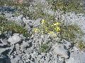 pianta