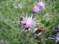 fiore