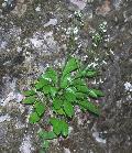 pianta
