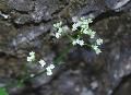 fiore