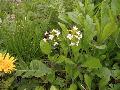 Cardaminopsis halleri (L.) Hayek subsp. ovirensis (Wulfen) Thell. BIOLVEG