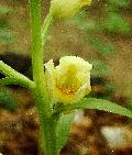 fiore