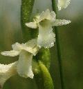 fiore