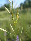 Bromopsis condensata (Hack.) Holub subsp. microtricha (Borbás) Jogan e Bacic BIOLVEG