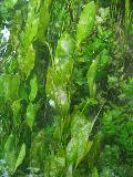 pianta