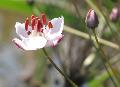 fiore