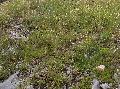 pianta