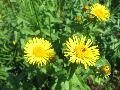 fiore