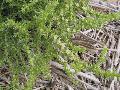 Salsola kali L. subsp. tragus (L.) Nyman BIOLVEG