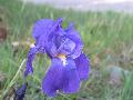 Iris cengialti Ambrosi ex A.Kern. subsp. illyrica (Asch. & Graebn.) Poldini BIOLVEG