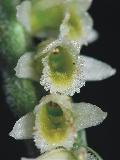 fiore